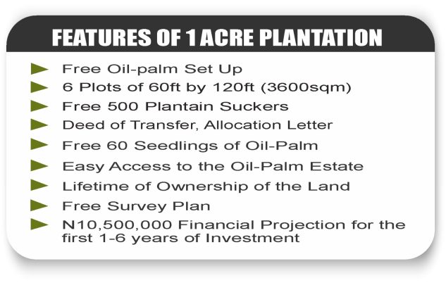 TREEBERRY OILPALM (11)