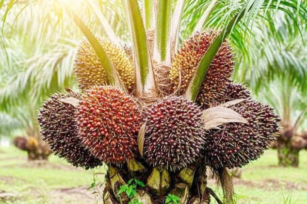 TREEBERRY OILPALM (5)