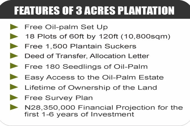 TREEBERRY OILPALM (8)